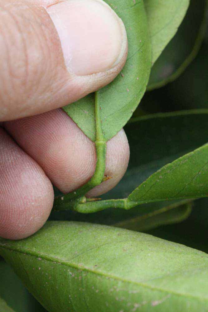              Petiole (Riverside, CA)       